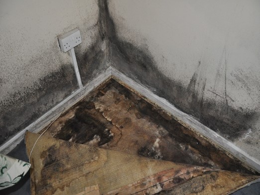 A photograph of the corner of a room showing black mould along the bottom of both walls. The carpet on the floor has been turned back to reveal black mould on the floorboards underneath.