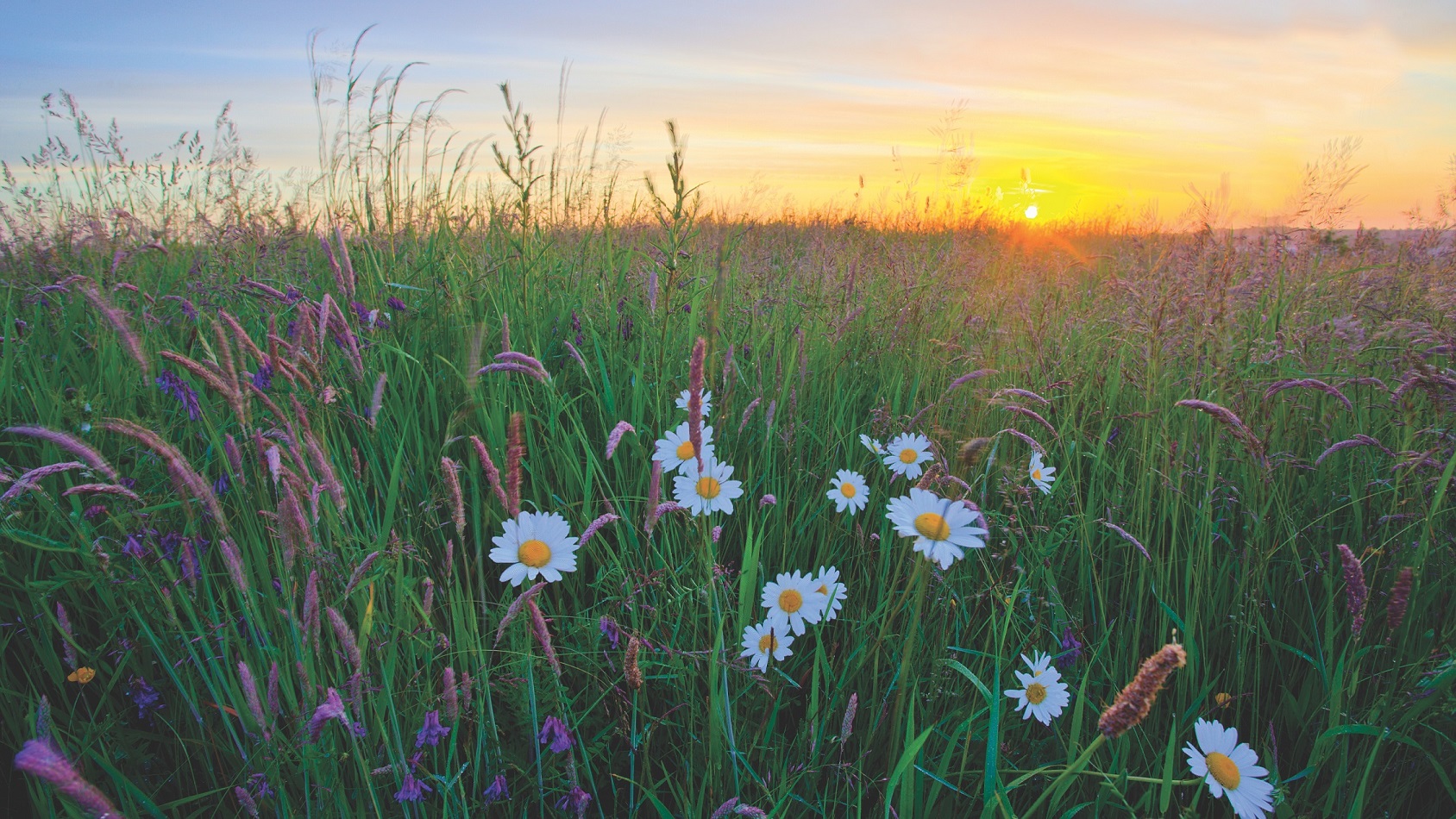 The future of agriculture legislation in the UK