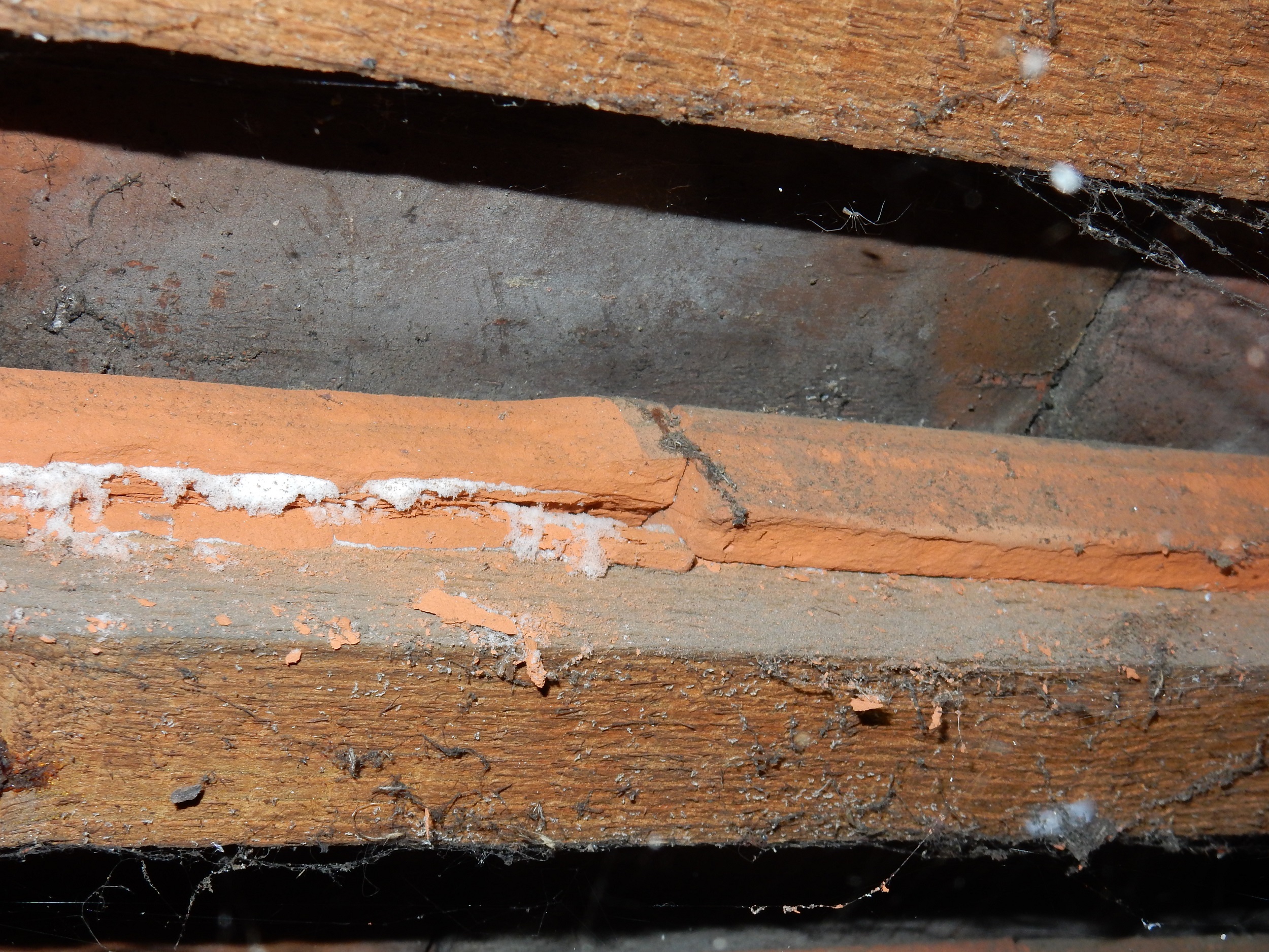 Close-up photo showing frost attack