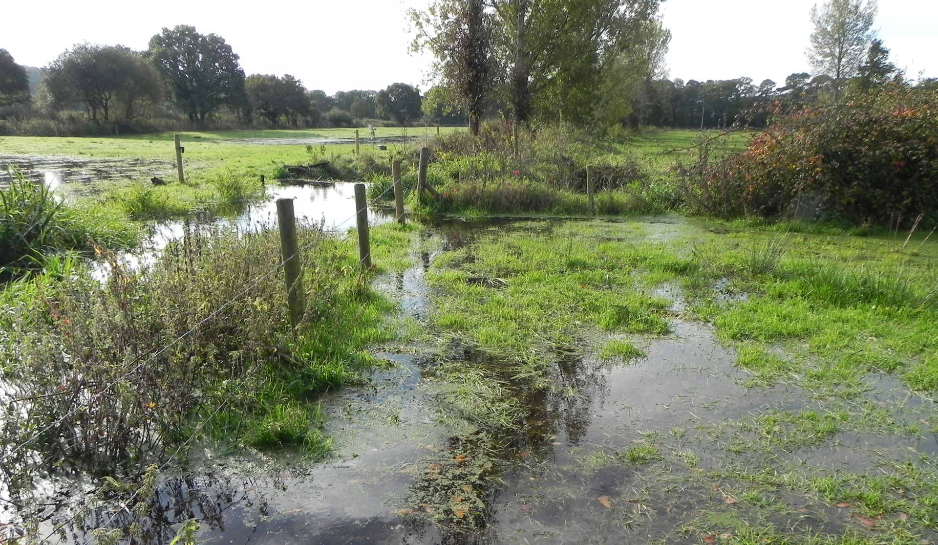 wetlands created by beaver provide ecological benefits