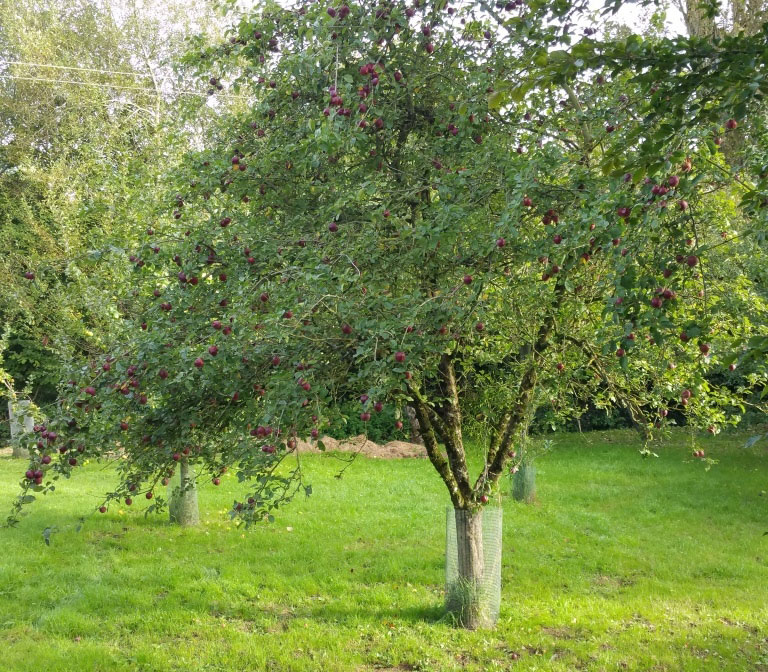 Apple trees protected from beavers feeding on them