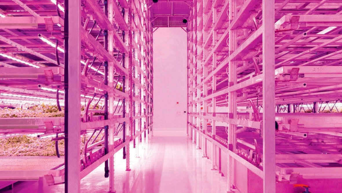 Future food: Commercial vertical farming in the UK