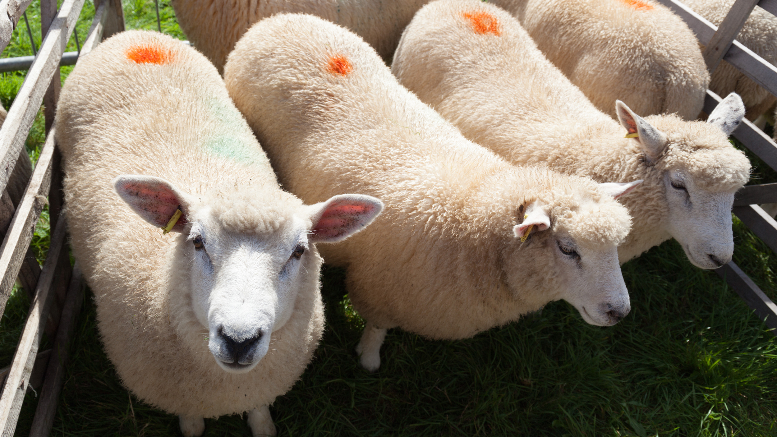 Sheep in a pen at Moreton on Marsh