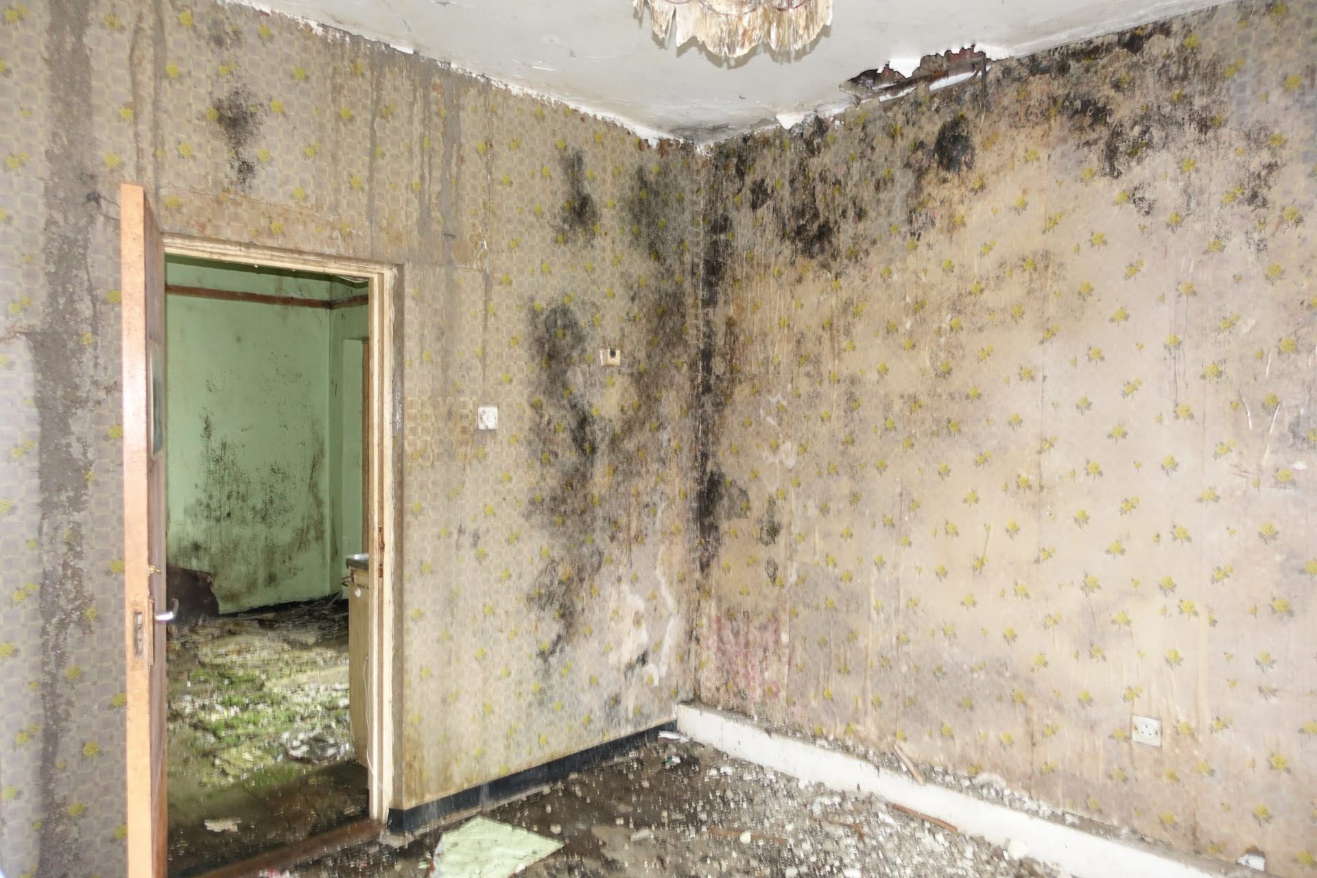Spore law How to control mould and prevent hazards to health